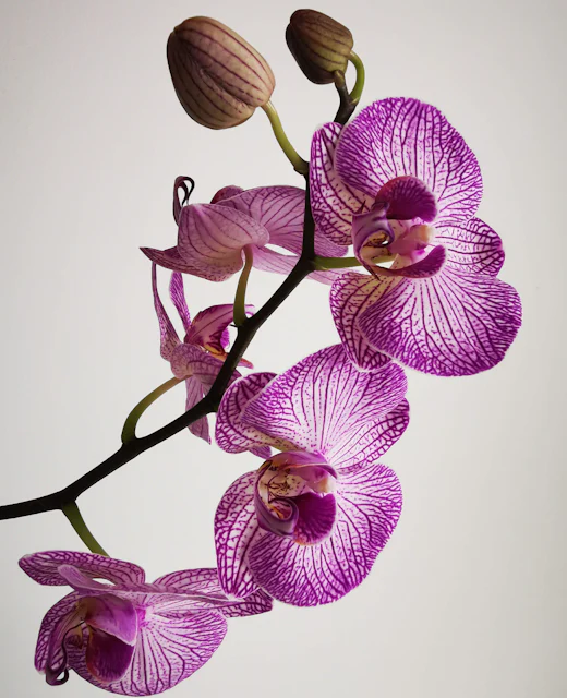 Branche d’orchidée violette sur fond clair
